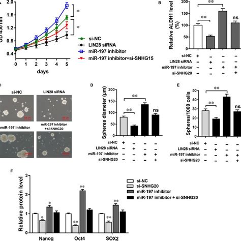 SNHG20 MiR197 LIN28 Axis Regulated OSCC Proliferation And Stemness A