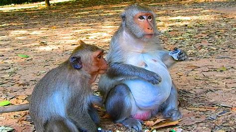 OMG Jade Monkey Get A Sick So Hurt In Belly To Give A New Baby Birth