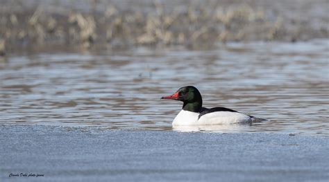 Grand Harle Mergus Merganser Common Merganser Bois Or E Flickr