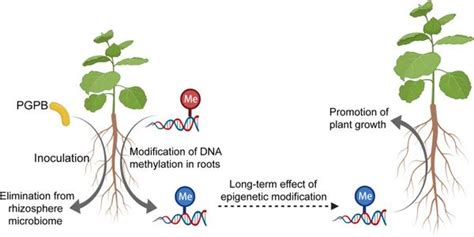 多组学研究揭示dna甲基化在植物促生菌 植物 微生物互作关系中的作用 知乎