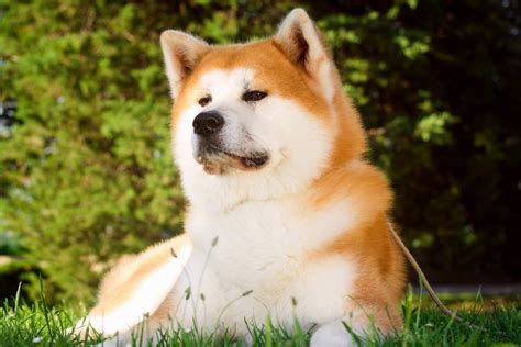 Descubre la belleza del Akita Inu la raza japonesa más encantadora