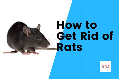 How To Get Rid Of Rats DIY Methods Vs Experts Apex Pest Control