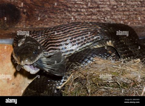 Black Rat Snake Pantherophis Obsoletus Raiding Eastern Phoebe