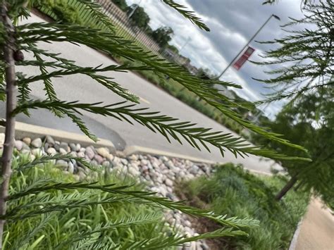 Bald Cypress Tree Leaf Identification