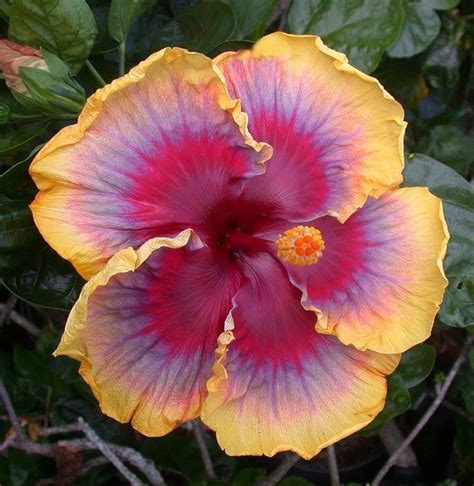 Tahitian Richards Passion Hibiscus Flowers Hibiscus Plant