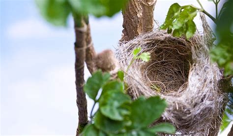 How To Move A Bird Nest Bird Nature