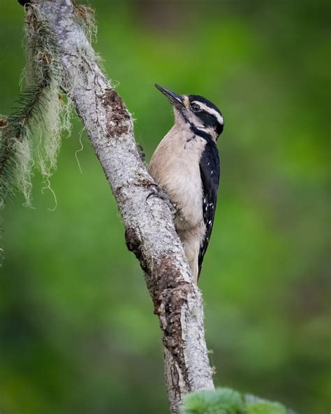 Hairy Woodpecker Owen Deutsch Photography