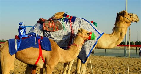 Watch Camel Racing In Dubai At Al Marmoum Racetrack Insydo