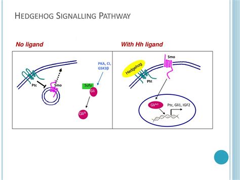 Gli And P Cooperate To Regulate Igfbp Mediated Chondrocyte