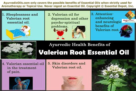 Health Benefits Of Valerian Root Essential Oil Essential Oil