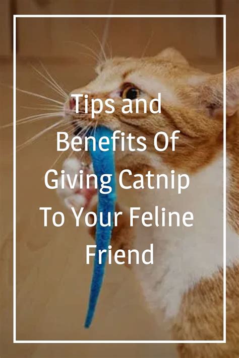 Tips And Benefits Of Giving Catnip To Your Feline Friend Catnip