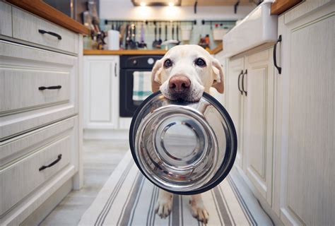 Los 10 Mejores Alimentos Para Perros Alto Nivel