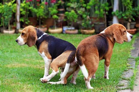 Why Do Dogs Get Stuck When Mating Locked Together During Sex