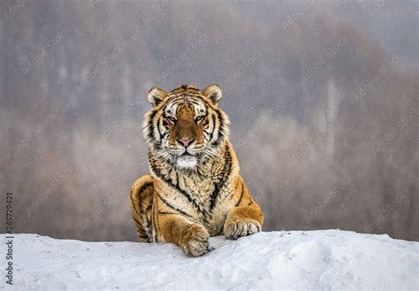 Siberian Amur Tiger Lying On A Snow Covered Hill Portrait Against