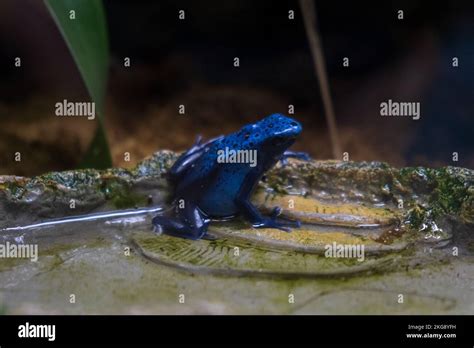 A Closeup Of A Blue Poison Dart Frog Or Blue Poison Arrow Frog