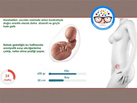 24 Haftalık Gebelikte Neler Oluyor BiliminSesi Sağlık ve Teknoloji