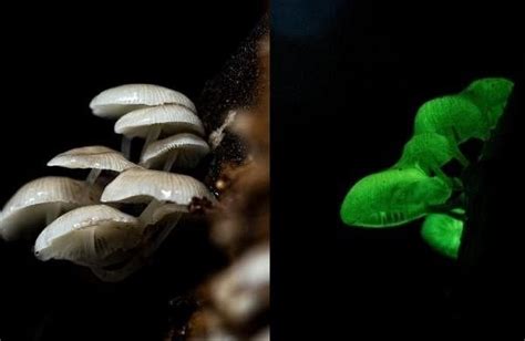 Rare bioluminescent mushroom spotted in Kanyakumari Wildlife Sanctuary ...