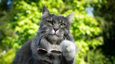 Refrescando Al Gato En Verano Consejos Y Complementos Para El