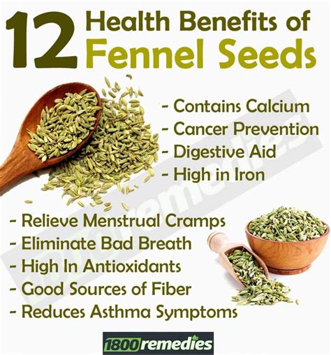 Benefits Of Fennel Seed Capsules At Heather Brunelle Blog