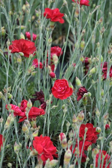 Dianthus Plumarius Desmond Frikarti Stauden Ag