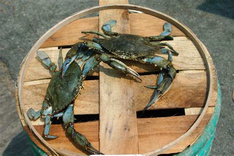 66th Annual National Hard Crab Derby Shorebread