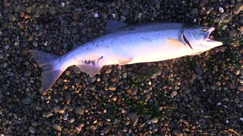 Puget Sound Pink Salmon Fishing Basics Youtube