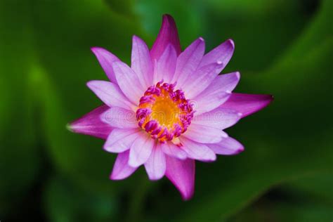 Pink Lotus Flower Stock Photo Image Of Ornament Flora 74668478