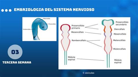 3 Embriologia Y Malformaciones Congenitas Del Snc Ppt