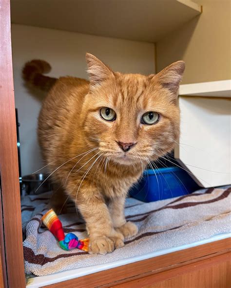 What to expect when visiting the Women's Animal Center for pets 16