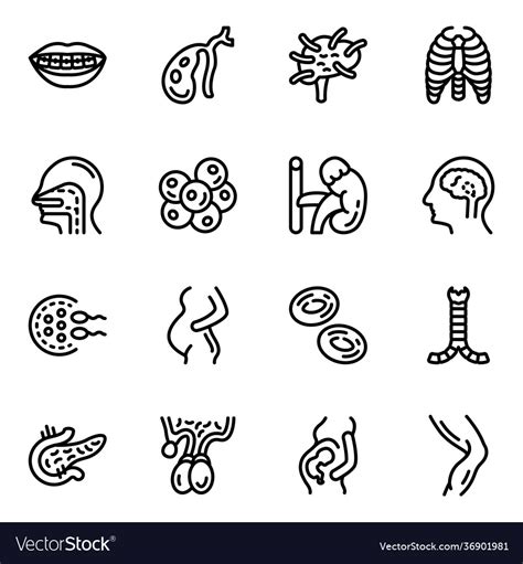 Tissues And Organs Line Icons Pack Royalty Free Vector Image