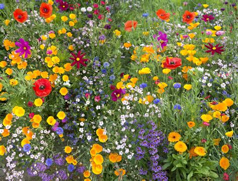 Elite Wildflower Mix Garden Seeds Planting Seeds Planting Flowers