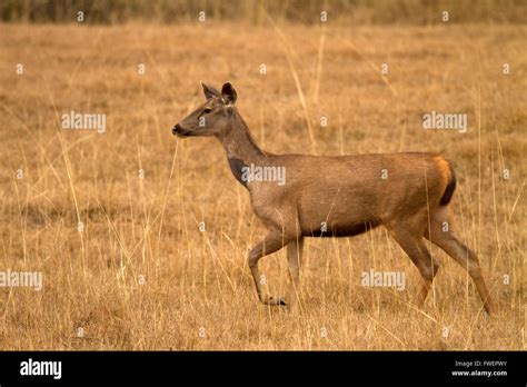 Sambar Deer Rusa Unicolor Stock Photo Alamy