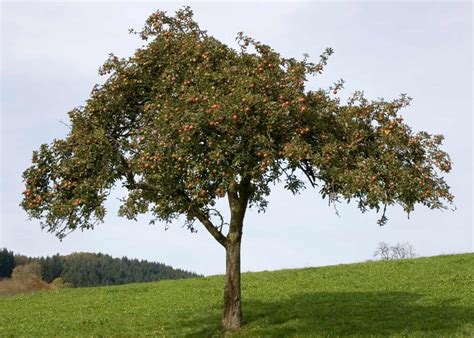 Identifying Apple Trees 🍎 🔍 A Guide To Distinguishing Among Varieties