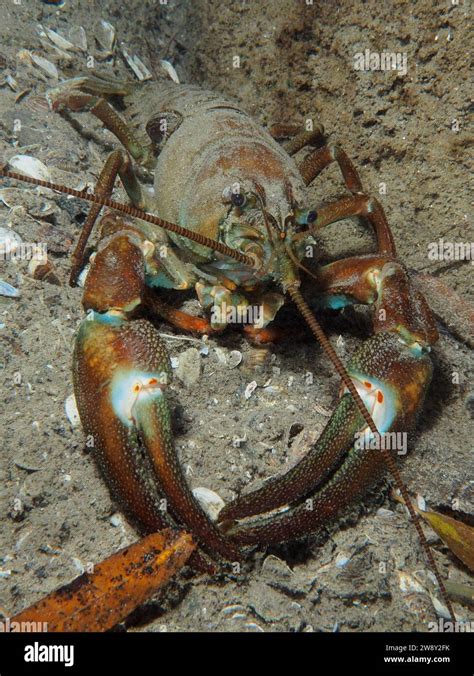 Signal Crayfish Pacifastacus Leniusculus American Crayfish Invasive