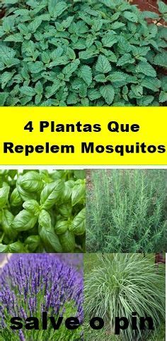 4 Plantas Que Repelem Mosquitos Plantas Que Repelem Mosquitos