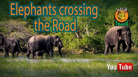 Sri Lanka Elephant Wild Trace Breathtaking Moment Herd Of Elephants Hold Up Traffic To Cross