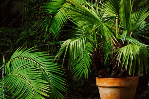 Gorgeous Palm Trees With Fresh Green Leaves Growing In Pots Small Palm