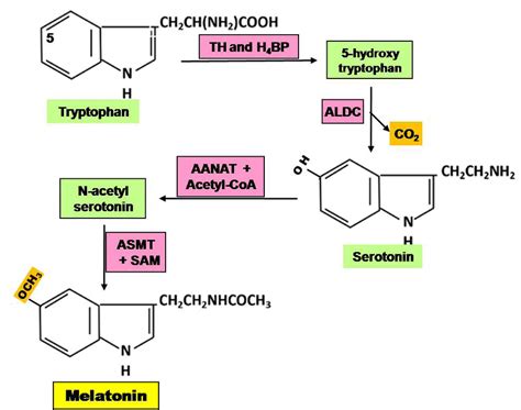 Steps Of Synthesis Of Melatonin In Pineal Gland Aldc Aromatic L Amino