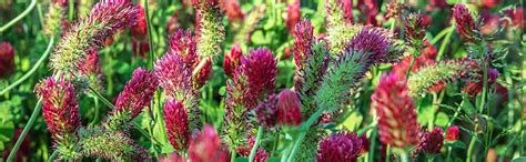 Crimson Clover Seeds 14 Lb ~11600 Seeds Legume Clover Seeds For Cover Crops