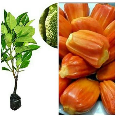 Jual Paket 3 Bibit Tanaman Buah Mangga Gedong Gincu Mangga Madu Nangka