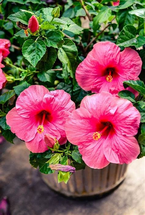 31 Types Of Hibiscus Different Varieties Of Hibiscus Balcony Garden Web