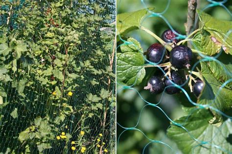 Cassissier Planter Tailler Et Entretenir Conseils