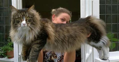 12 Biggest House Cat Breeds In The World With Photos