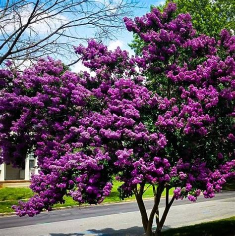 Lagerstroemia Indica Fioletowa Bez Po Udnia