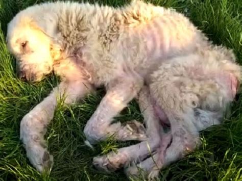 La Triste Storia Del Cane Abbandonato Dopo L Alluvione Capocronaca