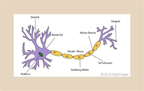 Sistem Saraf Pada Manusia Asep Respati