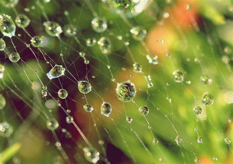 Wallpaper Sunlight Depth Of Field Nature Grass Water Drops Green