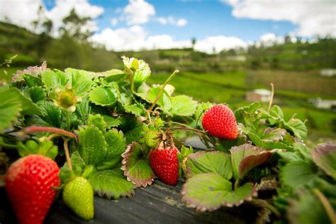 Fraisier Cultiver Entretenir Et R Colter Des Fraises En Terre Ou En Pot