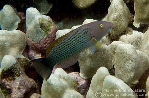 Old Woman Or Blacktail Wrasse Thalassoma Ballieui