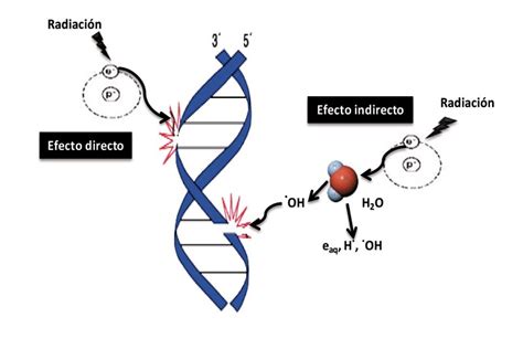 Rendőr liba Genealógia caracteristicas de los efectos biologicos de las